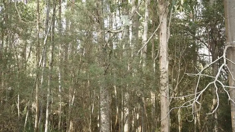 Seventh view of Homely land listing, 33 Cherry Grove, Dover TAS 7117