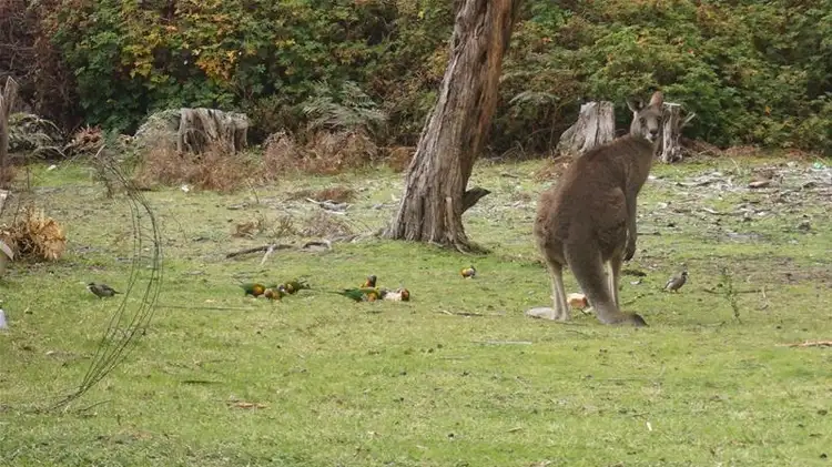 Fourth view of Homely land listing, 293 National Park Road, Loch Sport VIC 3851