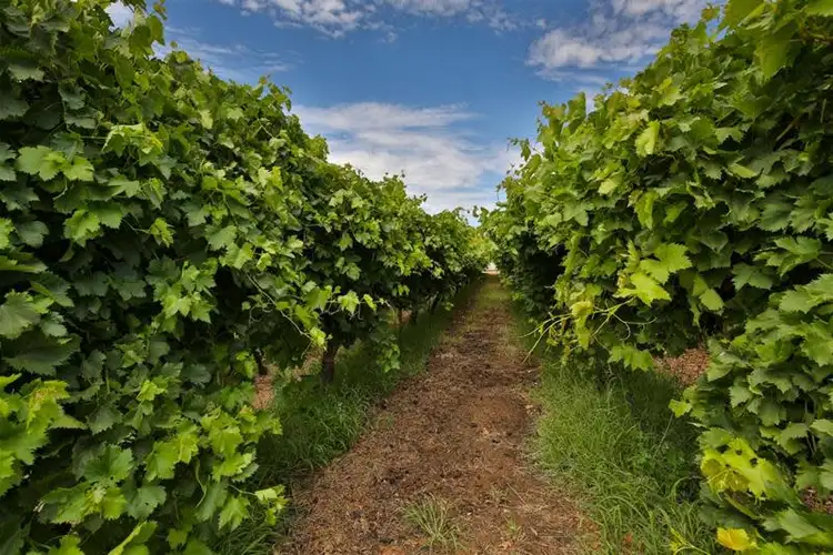 Second view of Homely land listing, 525-529 Irymple Avenue, Irymple VIC 3498