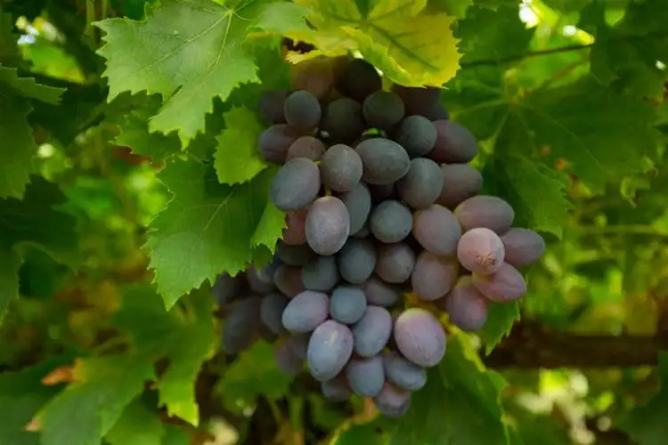 Third view of Homely land listing, 525-529 Irymple Avenue, Irymple VIC 3498