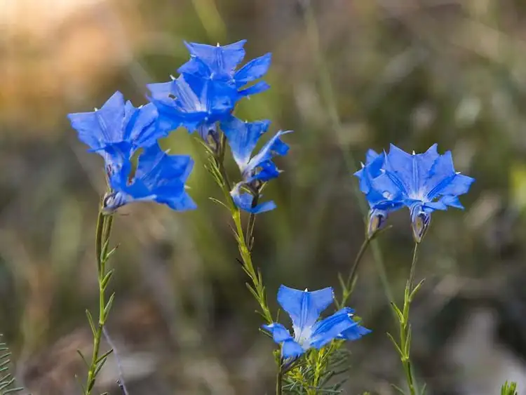 Fifth view of Homely land listing, 15 High Road, Roleystone WA 6111