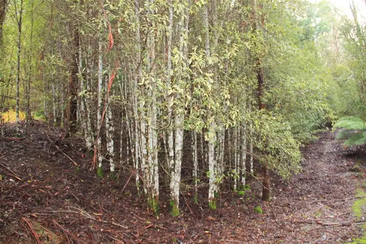 Sixth view of Homely land listing, 357 Donnellys Road, Geeveston TAS 7116