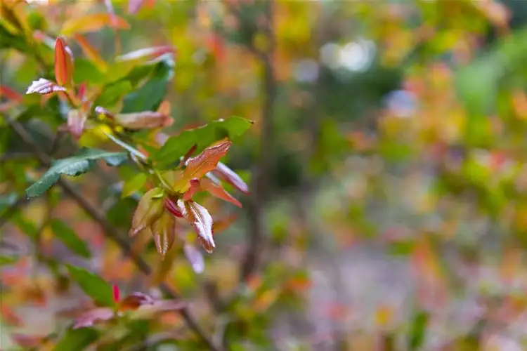 Seventh view of Homely house listing, 7 Hellenic Road, Roleystone WA 6111