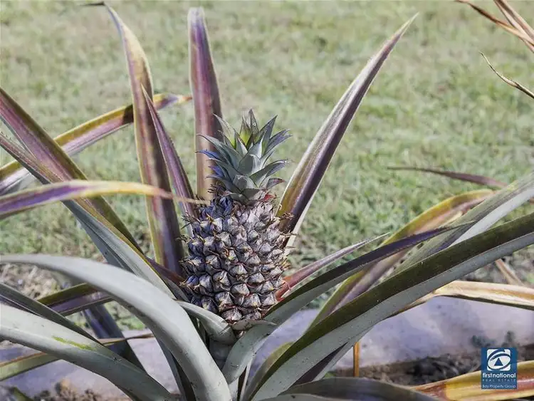 Seventh view of Homely house listing, 4 Piccolo Court, Victoria Point QLD 4165