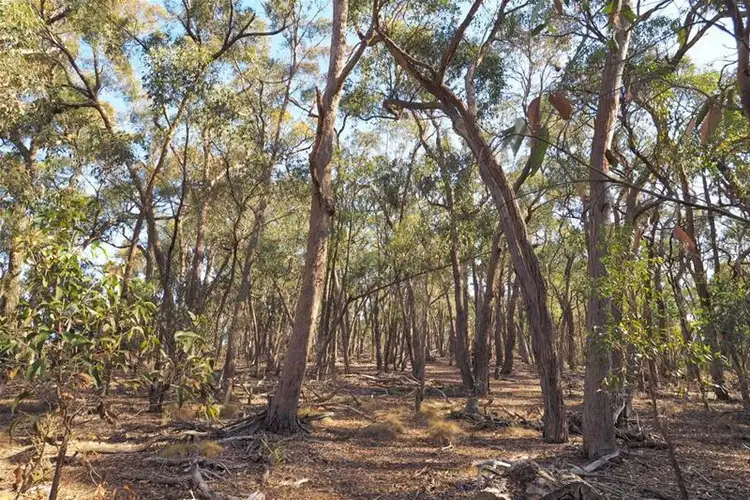 Seventh view of Homely land listing, 45B Scholes Road, Raglan VIC 3373