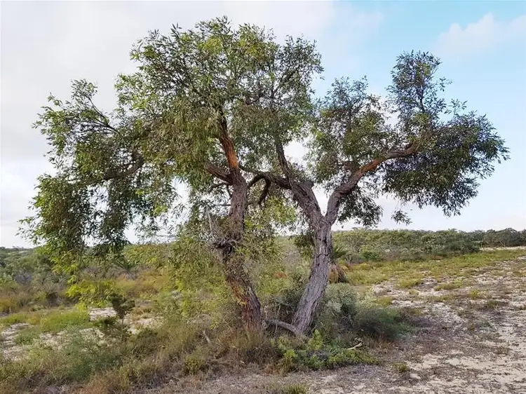 Second view of Homely land listing, LOT 18/18 Wren Way, Jurien Bay WA 6516
