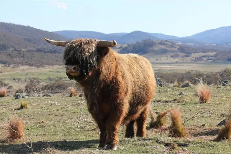 Fifth view of Homely rural property listing, 290 Alpine Way, Jindabyne NSW 2627