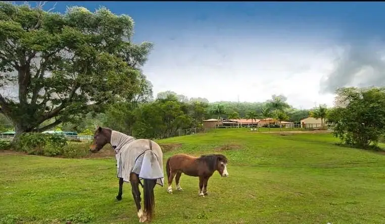 Main view of Homely house listing, 60 Gladrose Crescent, Wongawallan QLD 4210
