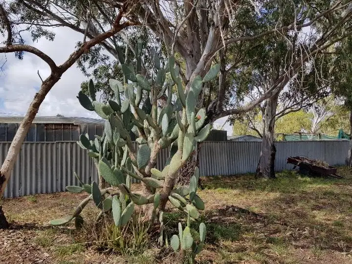 Second view of Homely house listing, 17 KING Street, Eneabba WA 6518