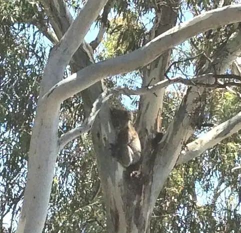 Second view of Homely house listing, 1 Telopea Drive, Athelstone SA 5076