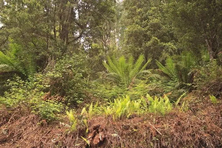 Fifth view of Homely land listing, RA New Road, Franklin TAS 7113