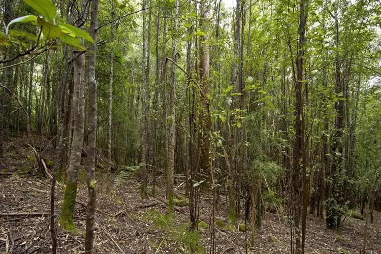 Second view of Homely land listing, 1 Nicholls Rivulet Road, Nicholls Rivulet TAS 7112