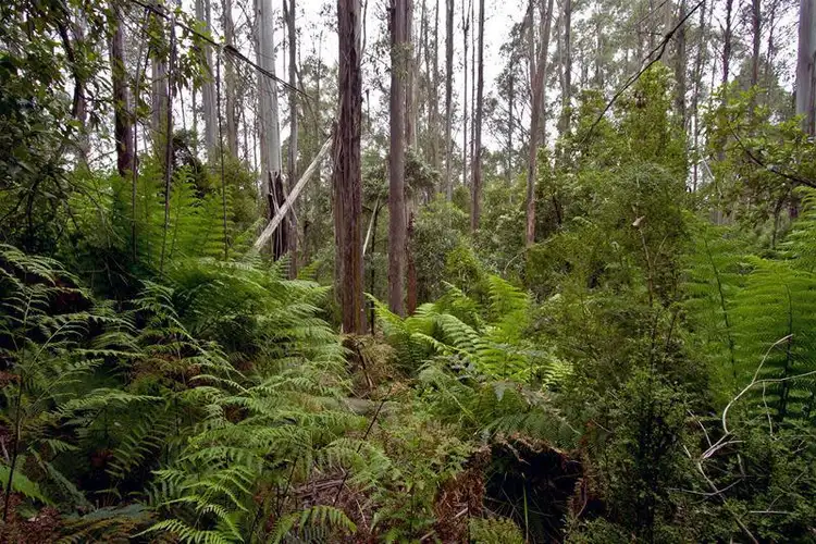 Fourth view of Homely land listing, 1 Nicholls Rivulet Road, Nicholls Rivulet TAS 7112