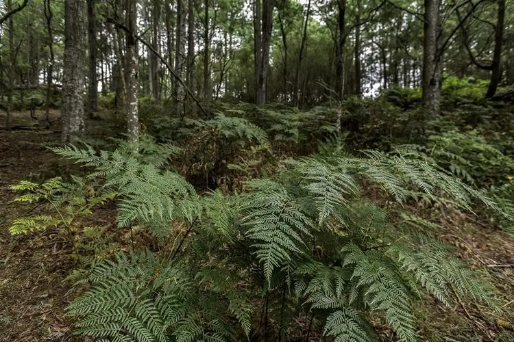 Seventh view of Homely land listing, 3 Batchelors Road, Nicholls Rivulet TAS 7112
