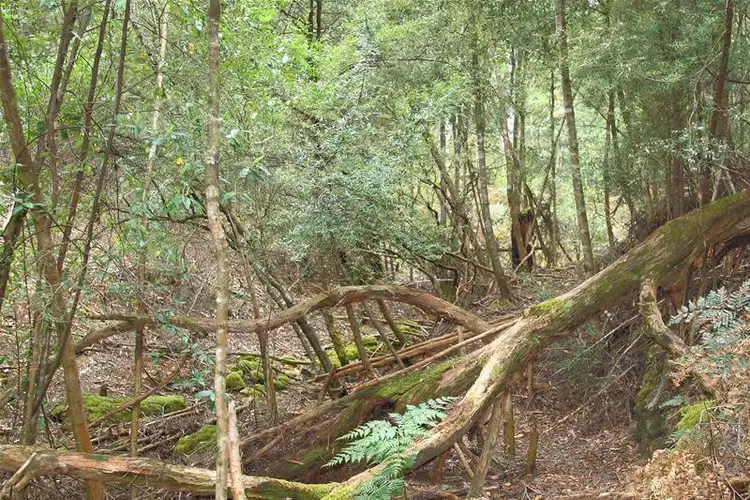 Sixth view of Homely land listing, 204 Ayres Road, Ranelagh TAS 7109