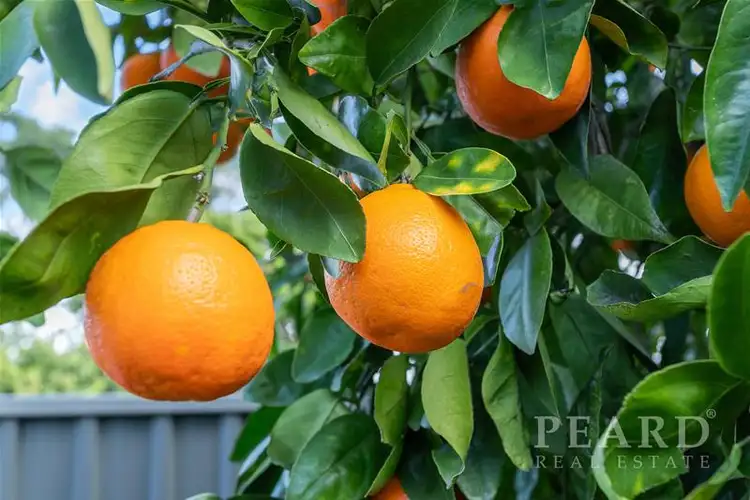 Sixth view of Homely house listing, 7 Luyer Avenue, East Cannington WA 6107