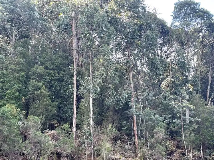 Third view of Homely land listing, 37 Paddys Lane, Franklin TAS 7113