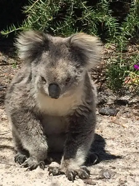 Seventh view of Homely land listing, 57 White Crescent, Loch Sport VIC 3851