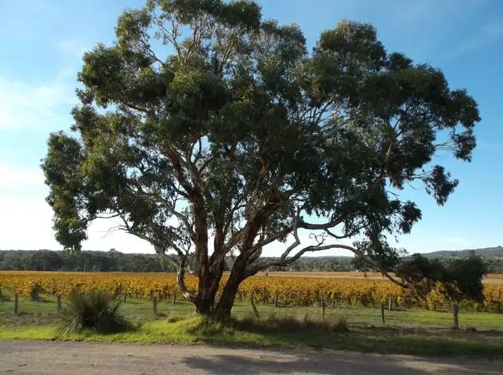 Sixth view of Homely house listing, 65 Days Road, Kangarilla SA 5157