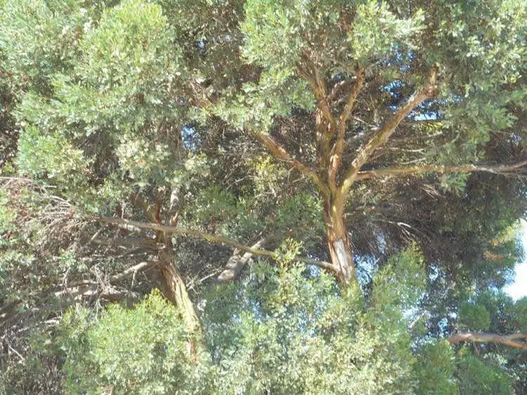 Third view of Homely land listing, 73 Preiss Street, Mannum SA 5238