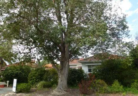 Fifth view of Homely house listing, 252 Labouchere Road, Como WA 6152