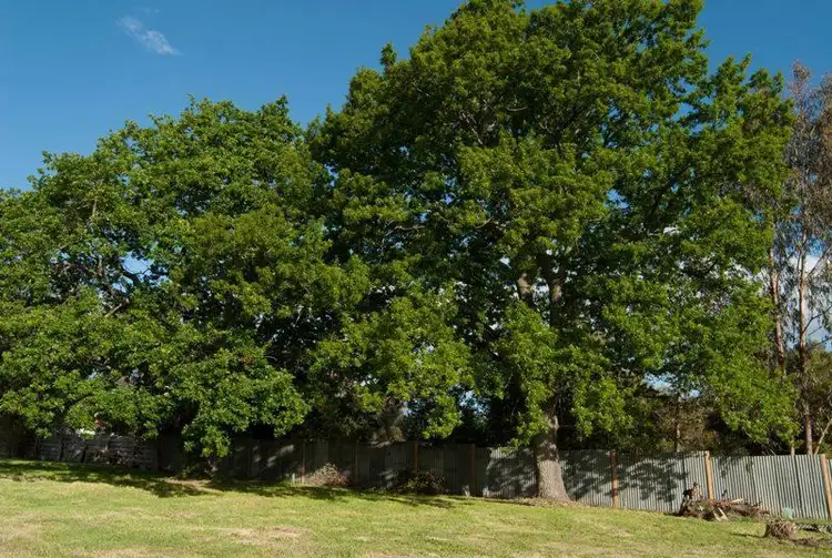 Fifth view of Homely house listing, Lot 10 Nankervis Court, Beechworth VIC 3747