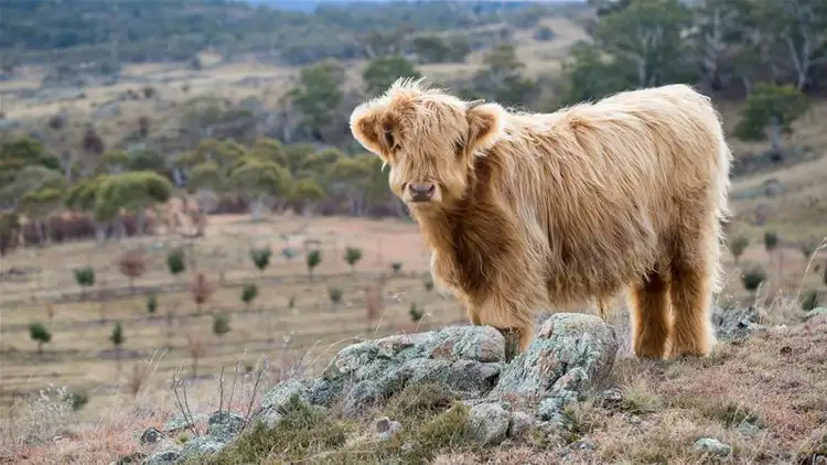 Second view of Homely rural property listing, 290 Alpine Way, Jindabyne NSW 2627