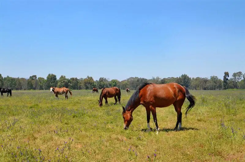 Main view of Homely land listing, LOT 16 Wilson Road, Middle Swan WA 6056
