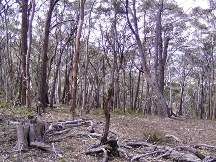 Second view of Homely rural property listing, 804 Mt Vincent Road, Ilford NSW 2850