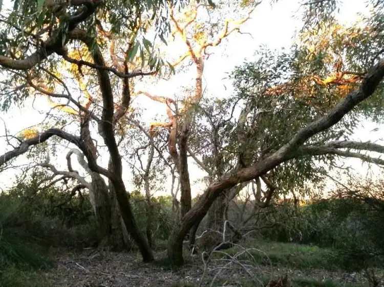 Fifth view of Homely land listing, 128 River Loop, Jurien Bay WA 6516