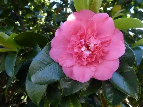 Second view of Homely house listing, 252 Labouchere Road, Como WA 6152