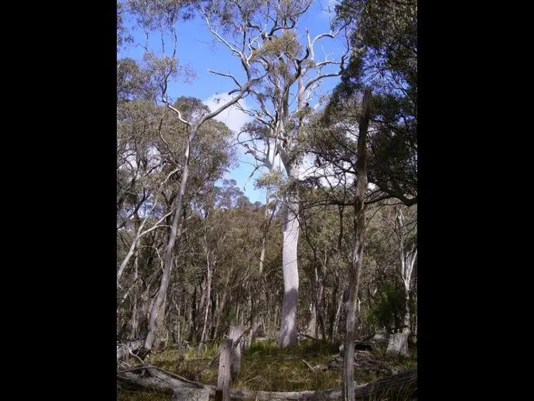 Sixth view of Homely rural property listing, 804 Mt Vincent Road, Ilford NSW 2850