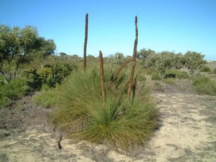 Fifth view of Homely land listing, 266 (L266) Zendora Road, Jurien Bay WA 6516