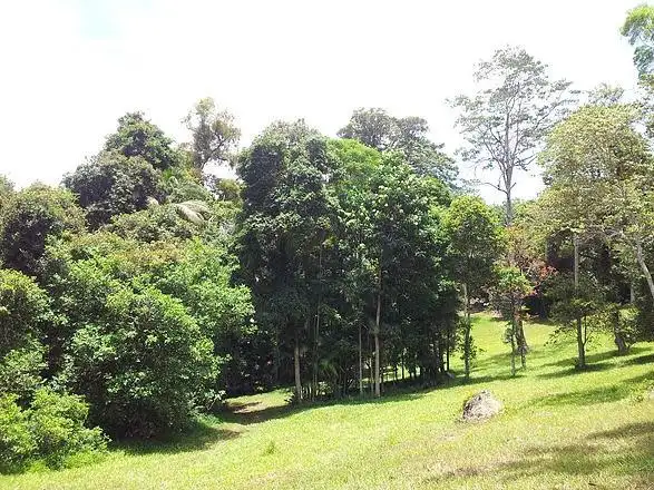 Sixth view of Homely land listing, 785 Trees Road, Tallebudgera QLD 4228