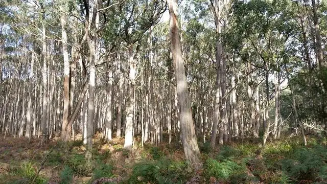 Fifth view of Homely land listing, Cnr Rob Roy & Abbington Park Road, Gordon VIC 3345