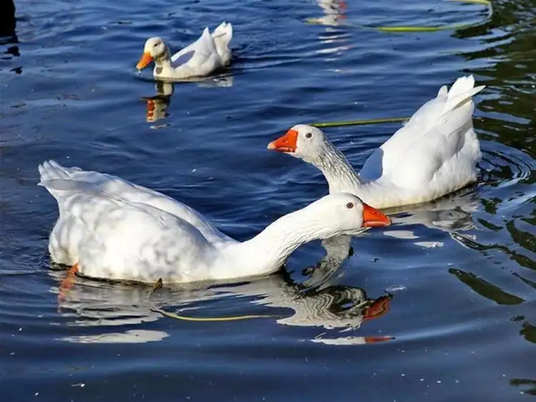 Fifth view of Homely land listing, Lot 33 Wattle Grove, Riddells Creek VIC 3431