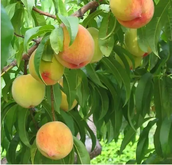 Main view of Homely rural property listing, Address available on request