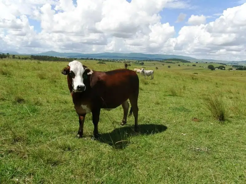 Main view of Homely land listing, Lot 270 Upper Strathden Road, Stratheden NSW 2470