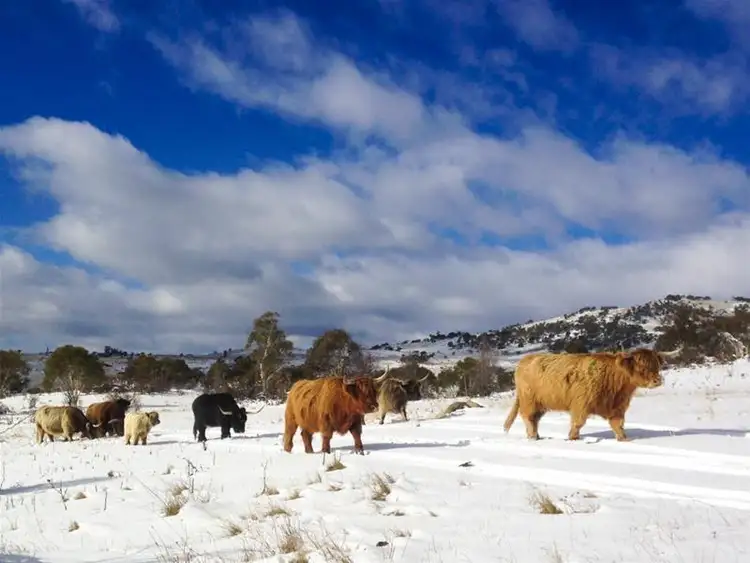 Fourth view of Homely rural property listing, 290 Alpine Way, Jindabyne NSW 2627