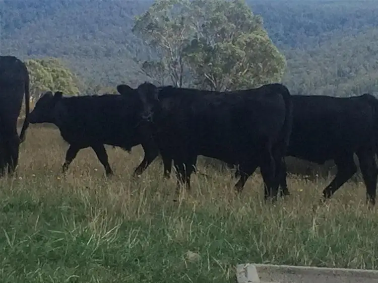 Third view of Homely rural property listing, 1226 Liffey Road, Liffey TAS 7301