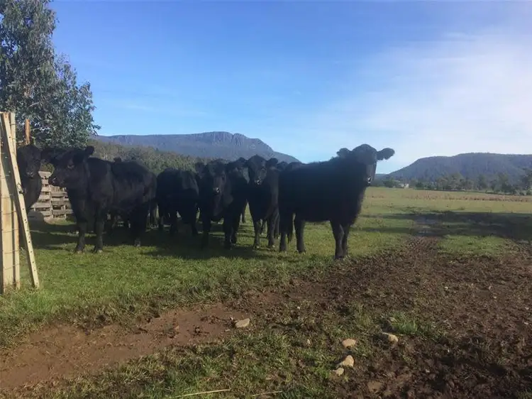 Sixth view of Homely rural property listing, 1226 Liffey Road, Liffey TAS 7301
