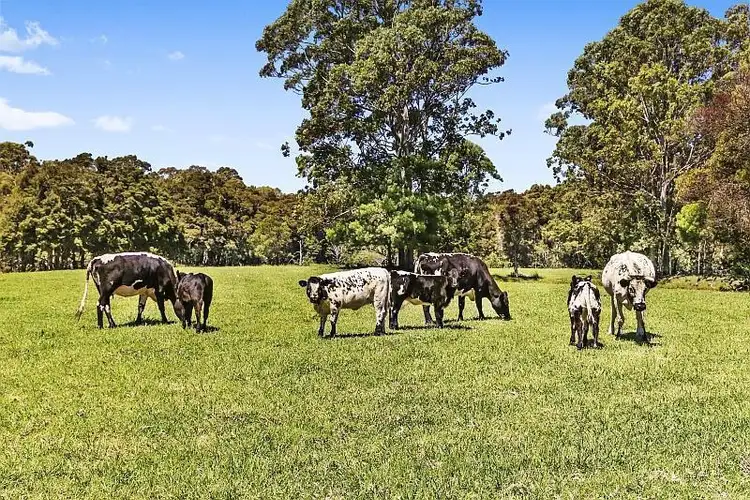 Fourth view of Homely rural property listing, 1559 Mandalong Road, Dooralong NSW 2259