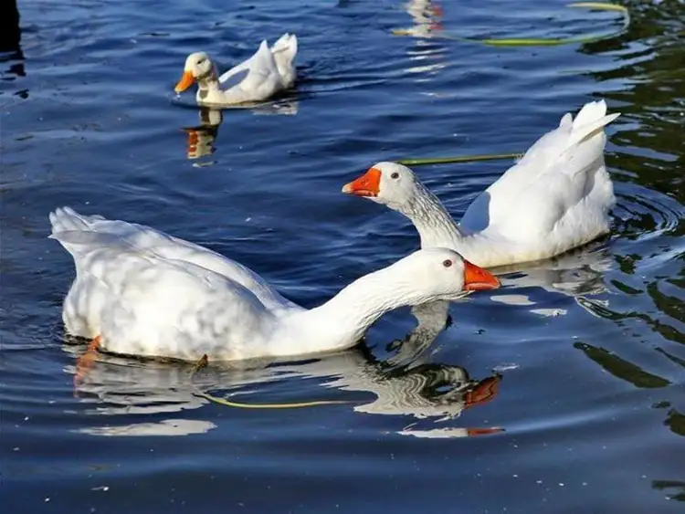 Seventh view of Homely land listing, LOT/109 Rangeview Drive, Riddells Creek VIC 3431