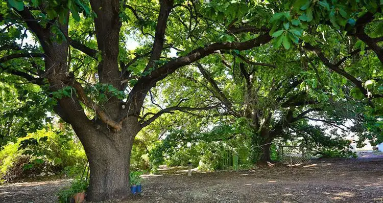 Main view of Homely land listing, 40 Swan Street, Irymple VIC 3498