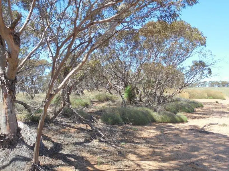 Main view of Homely land listing, Bundilla Road, Cambrai SA 5353