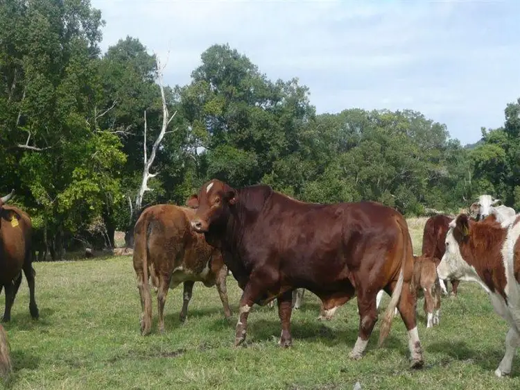 Second view of Homely rural property listing, 8 Alroys Lane, Stokers Siding NSW 2484