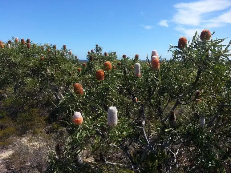 Fourth view of Homely land listing, Lot 75 Flying Foam Way, Jurien Bay WA 6516