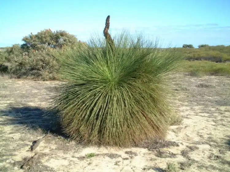 Second view of Homely land listing, 266 (L266) Zendora Road, Jurien Bay WA 6516