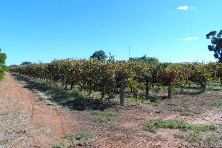 Second view of Homely land listing, 1 & 2 Tarcoola Street, Renmark SA 5341