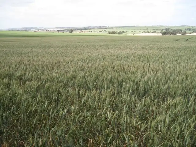 Fifth view of Homely rural property listing, - Zwecks Road, Rosedale SA 5350